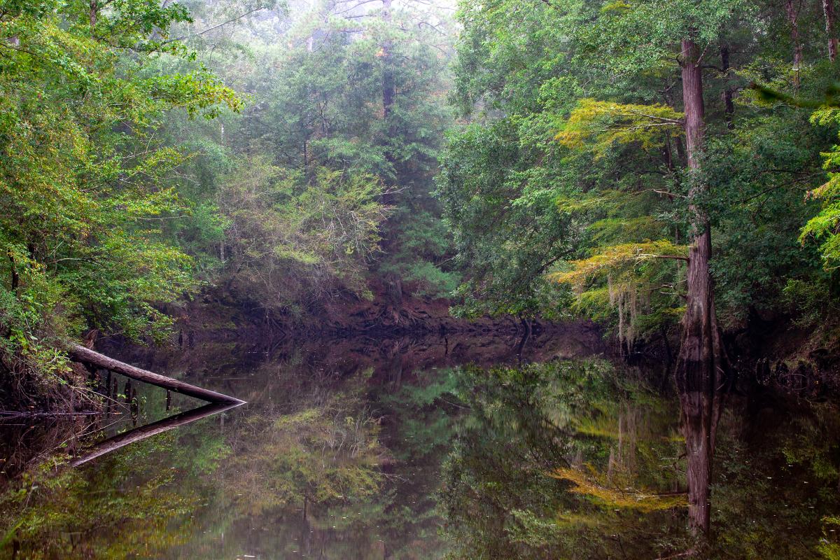 Saline Bayou, Louisiana