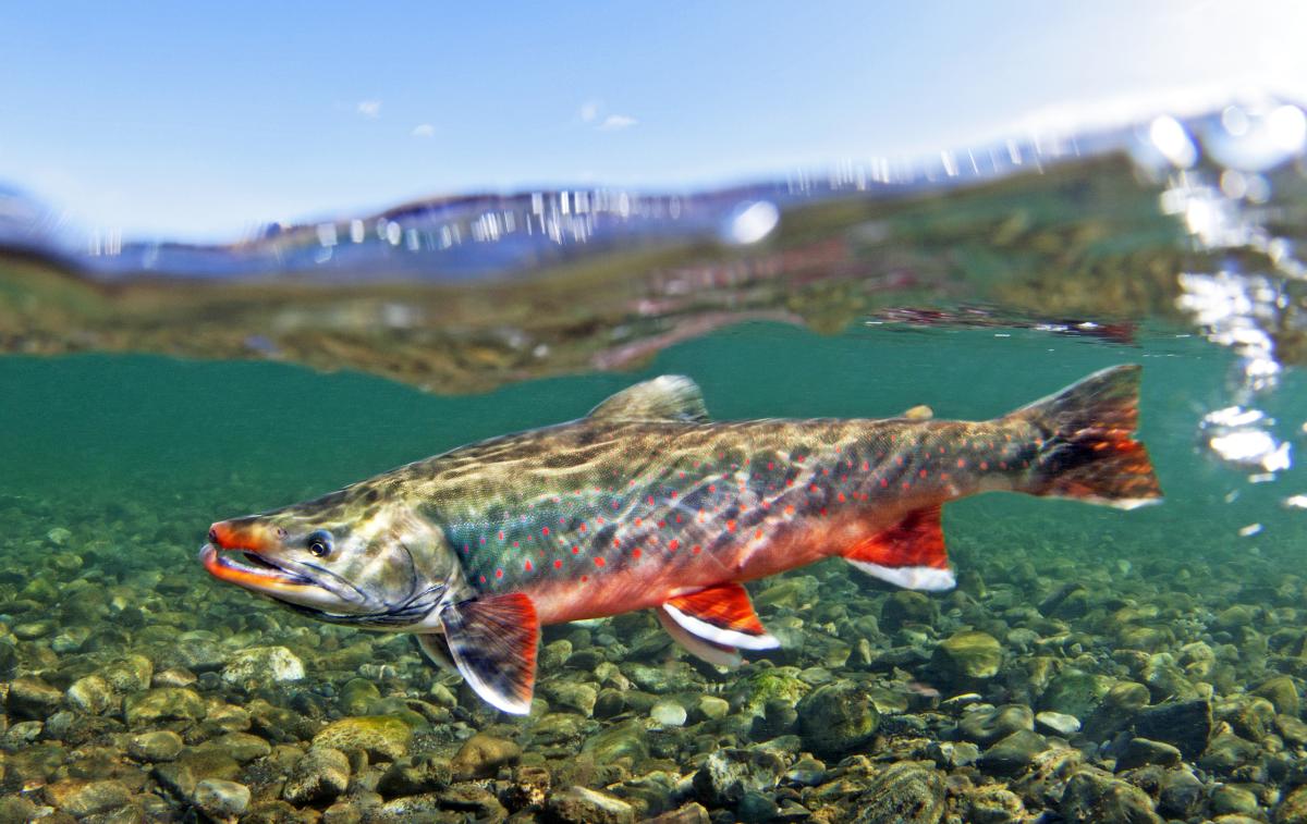 Unalakleet River, Alaska