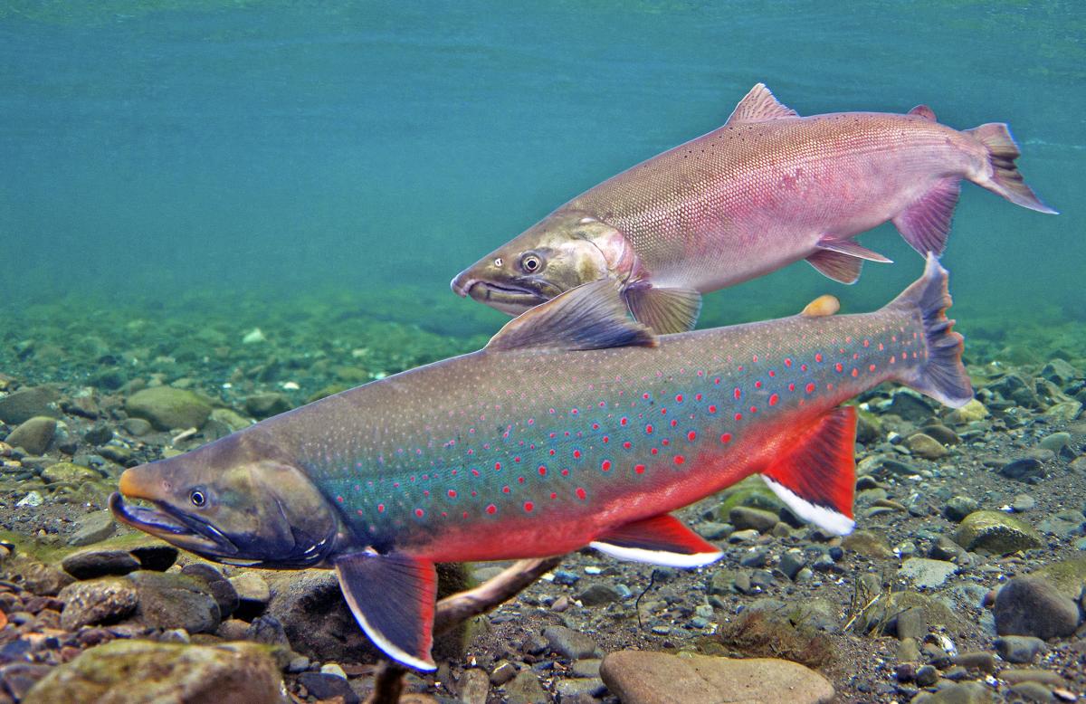 Chilikadrotna River, Alaska