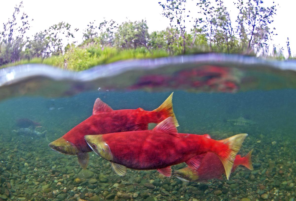 Aniakchak River, Alaska