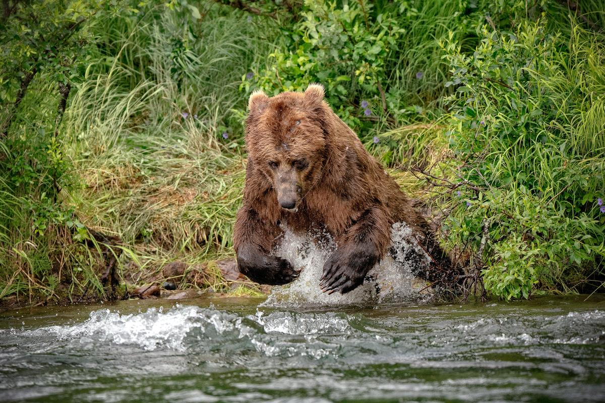 Alagnak River, Alaska