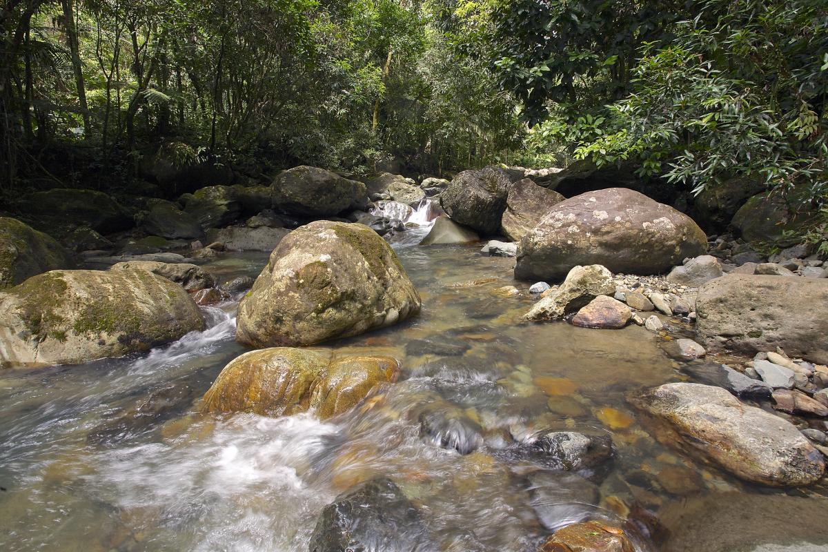 Rio Mameyes, Puerto Rico