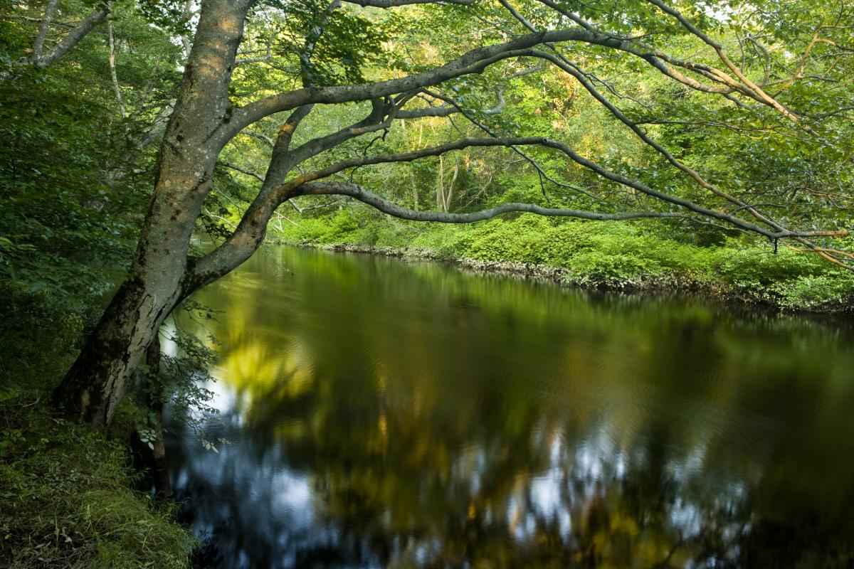 Placid river flowing past thick green vegetation and deciduous trees along the banks.